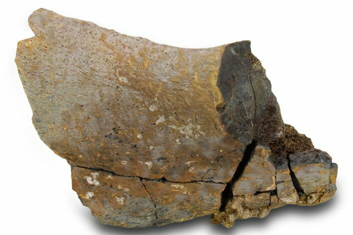 Fossil Dinosaur Bone Section - Wyoming #381187